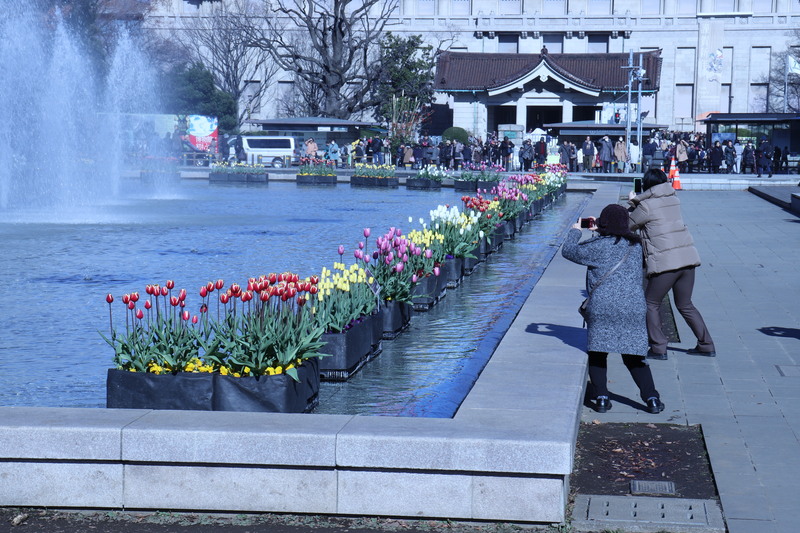 綺麗なチューリップは台東区上野公園です。_a0214329_2048044.jpg