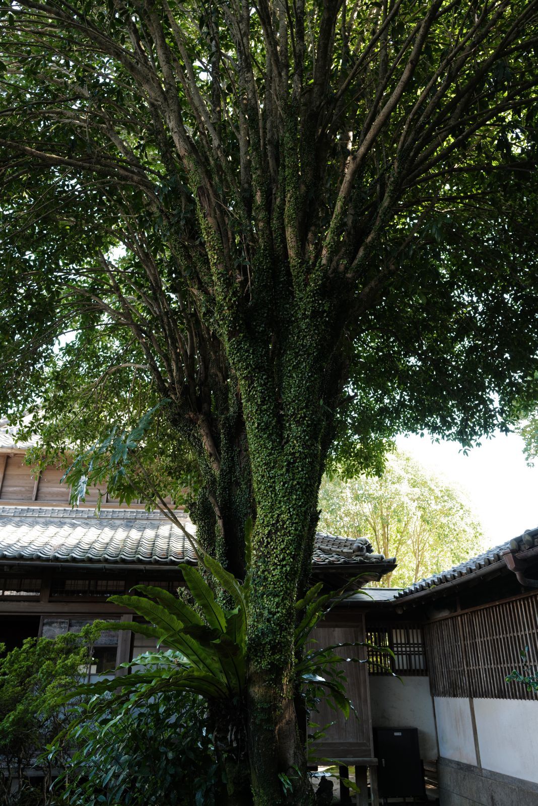 【重要文化財｜旧吉松家住宅】　行き方、見学のしかた　（宮崎県 串間市）_b0212342_15290763.jpg