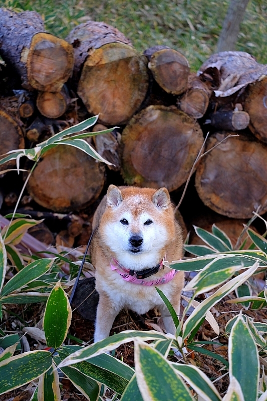 成人の日_b0314043_08304410.jpg