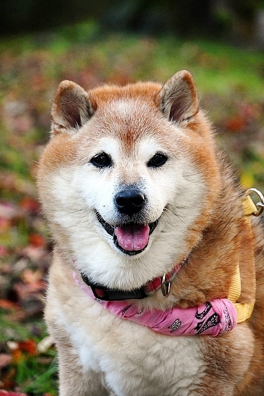 成人の日_b0314043_08375360.jpg