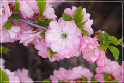 海棠桜 カイドウザクラ カナディアンロッキーで暮らす