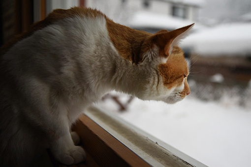 暖冬の雪_e0414191_03560025.jpg