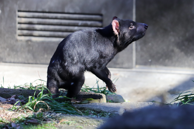 多摩動物公園 ２０２０年１月２日 タスマニアデビル お散歩ふぉと２
