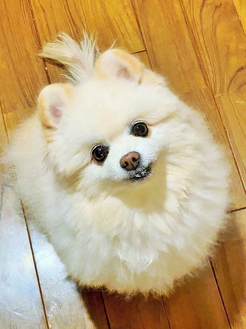 期待に満ちた眼差しで_d0360206_00063766.jpg