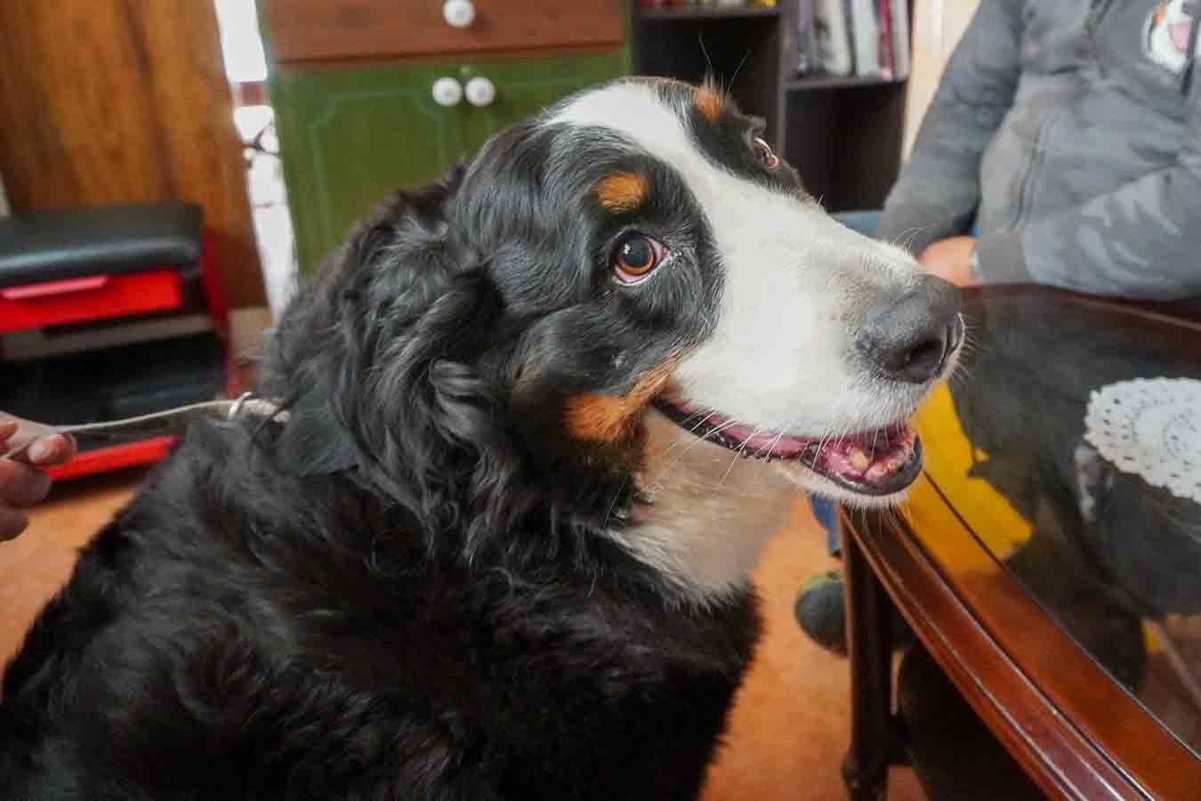 ついに ブリーダーさんの犬舎で念願のバニたちに会ってきたよ ベルのはは の ぐぅ 日記 ついに ブリーダーさんの犬舎で念願のバニたちに会ってきたよ ベルのはは の ぐぅ 日記