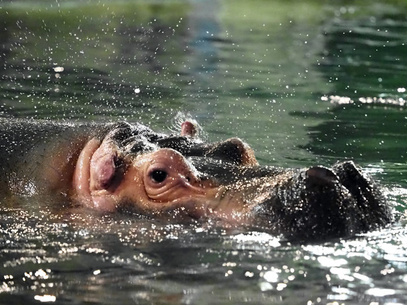 水中のカバ 動物園放浪記 水中のカバ 動物園放浪記
