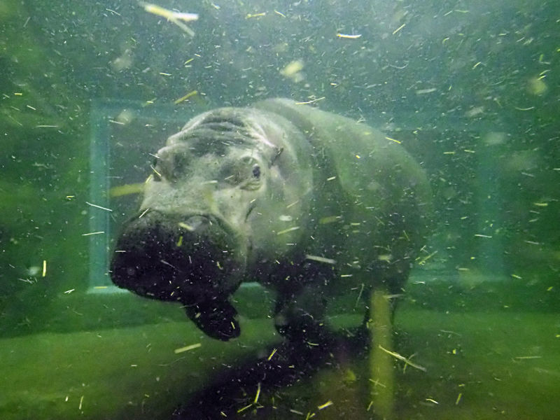 水中のカバ 動物園放浪記 水中のカバ 動物園放浪記