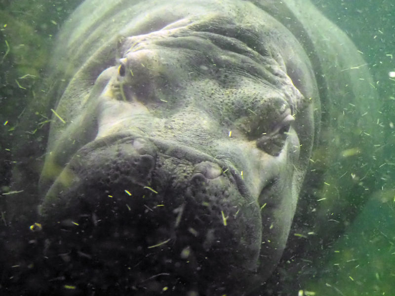 水中のカバ 動物園放浪記 水中のカバ 動物園放浪記