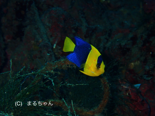 西風＝べた凪な１日でした♪ 〜今日も透明度抜群な川奈の海から〜_b0163039_14533250.jpg