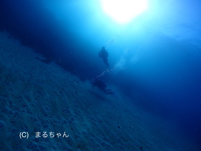 西風=べた凪な1日でした♪ 〜今日も透明度抜群な川奈の海から〜_b0163039_14534400.jpg