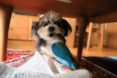 B.B & Chipo* やっぱり・・ _c0145250_09490373.gif