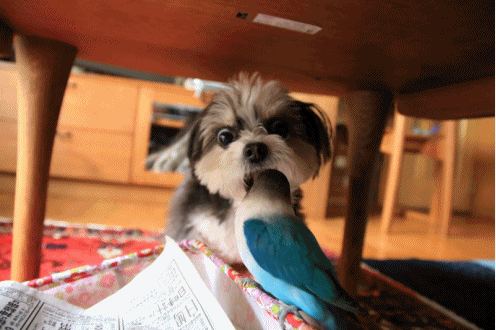 B.B & Chipo* やっぱり・・ _c0145250_09491313.gif