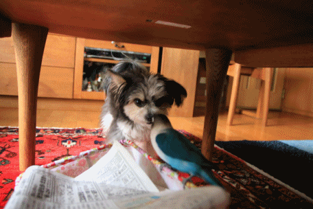 B.B & Chipo* やっぱり・・ _c0145250_09492139.gif