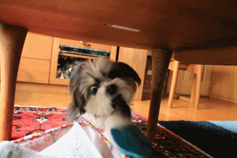 B.B & Chipo* やっぱり・・ _c0145250_09492567.gif