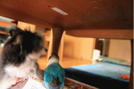 B.B & Chipo* やっぱり・・ _c0145250_09493613.gif