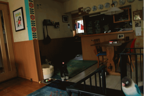B.B & Chipo* 遊んでくれないから・・_c0145250_20223069.gif