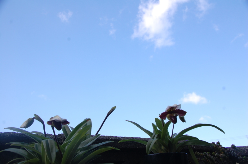 我が家の花壇 耕し作業続行_c0108460_15311958.jpg