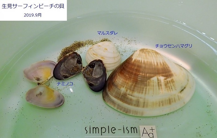 高知県東洋町で貝ひろい かさぶたろぐ 高知県東洋町で貝ひろい かさぶたろぐ
