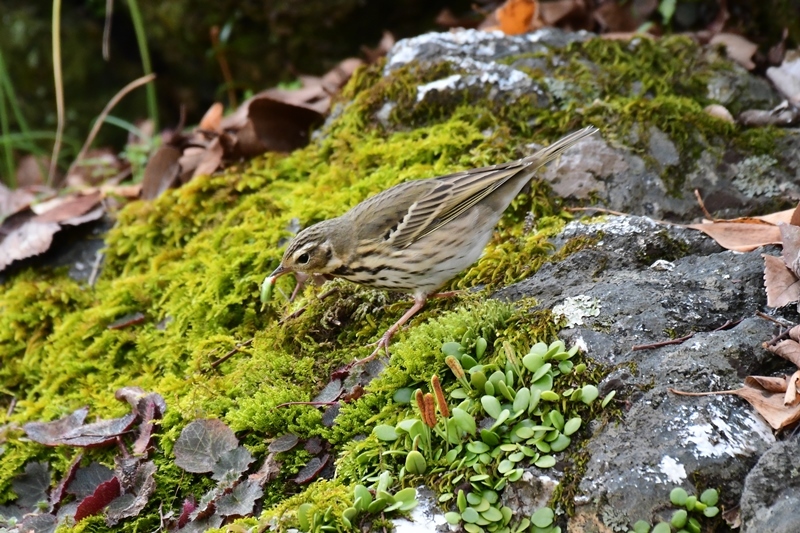 ヤマガラとビンズイ　Byヒナ_c0343075_16040186.jpg