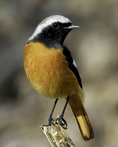 ジョウビタキ オス ジョウビタキはどんな鳥 性格 寿命 生態 価格