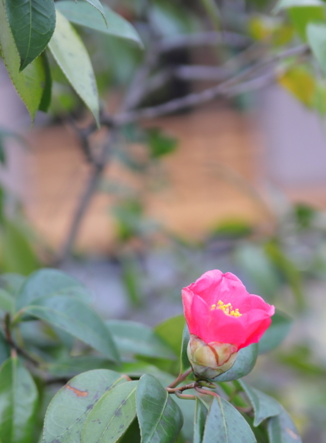 京都へ初詣_a0370893_01215437.jpg