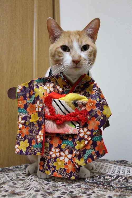 猫の着物の仕立て方 簡単 ぎんネコ はうす 猫の着物の仕立て方 簡単 ぎんネコ はうす