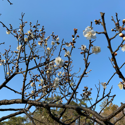 梅が咲き始めました。_b0105897_21045771.jpg