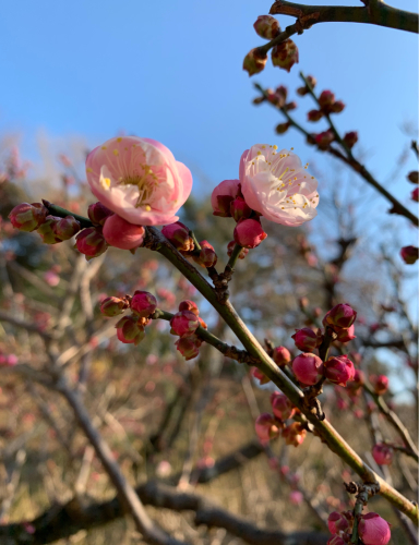 梅が咲き始めました。_b0105897_21050061.jpg