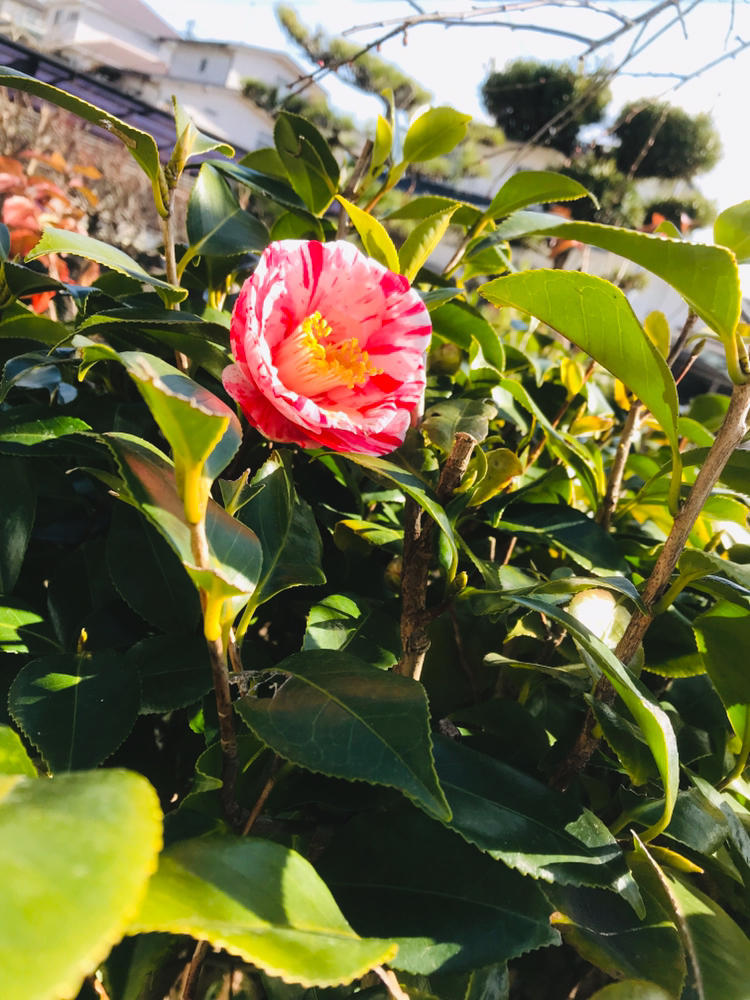 椿 自然を見つめて自分と向き合う心の花 椿 自然を見つめて自分と向き合う心の花
