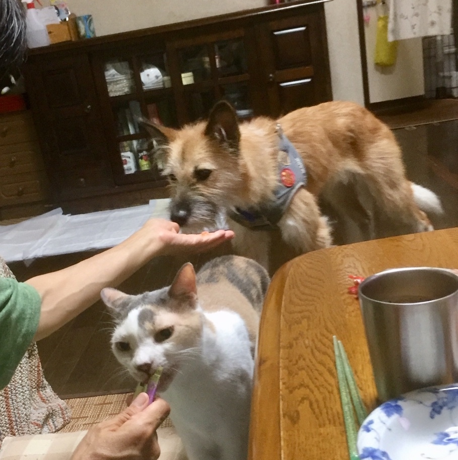 シアワセ報告 ~たっくん編~_b0207320_18382406.jpeg