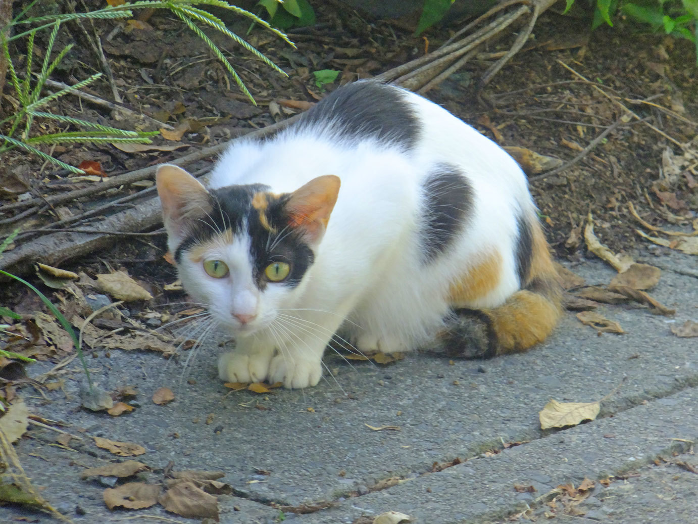 散歩のニャンと風野真知雄 1月14日(火)_b0215220_09141401.jpg
