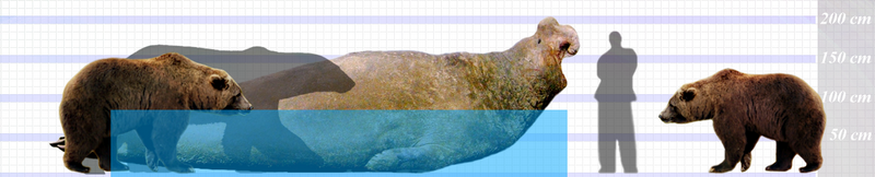 ゾウアザラシMサイズ ゾウアザラシってどんな生き物？ - ひれあし図鑑