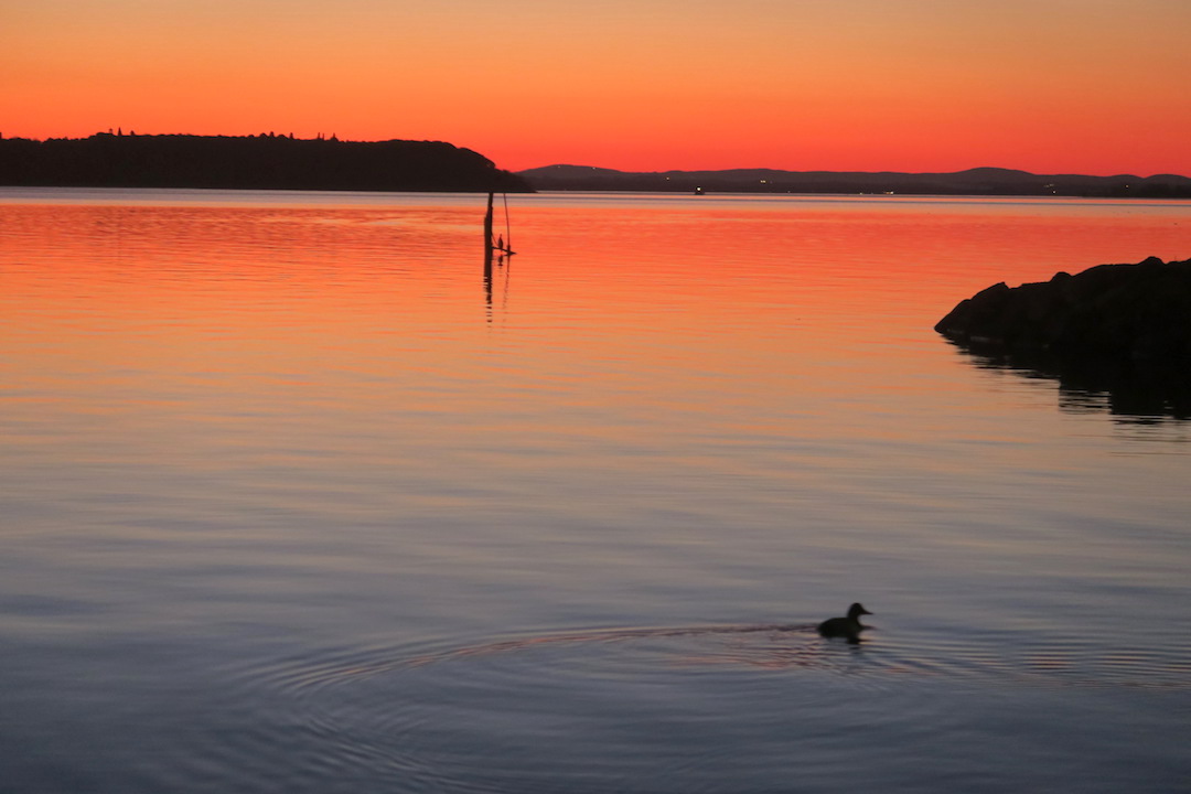夕焼けの湖の鳥とコーヒーの鳥_f0234936_744795.jpg