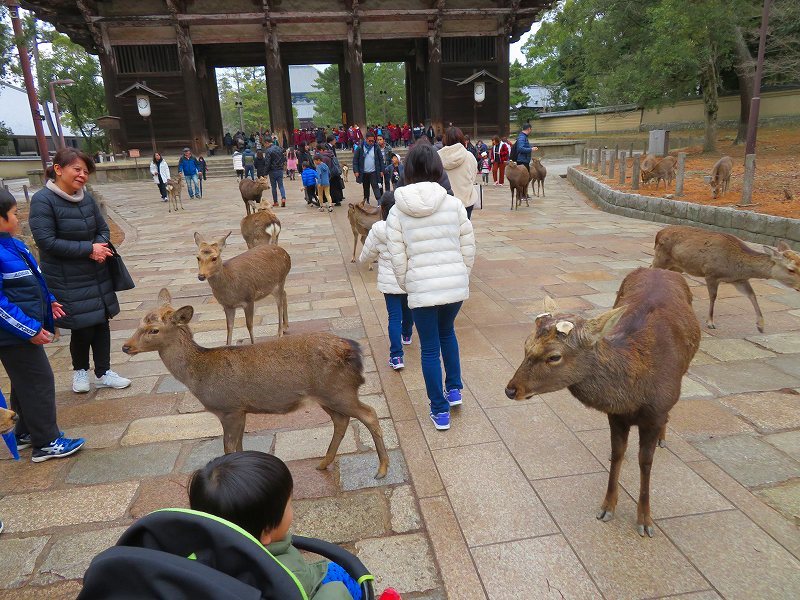 奈良「東大寺大仏殿」20200112_e0237645_15453236.jpg