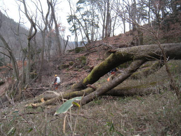 2020年01月14日（火）　定例活動　（桜の森８８５）_f0342250_21465434.jpg