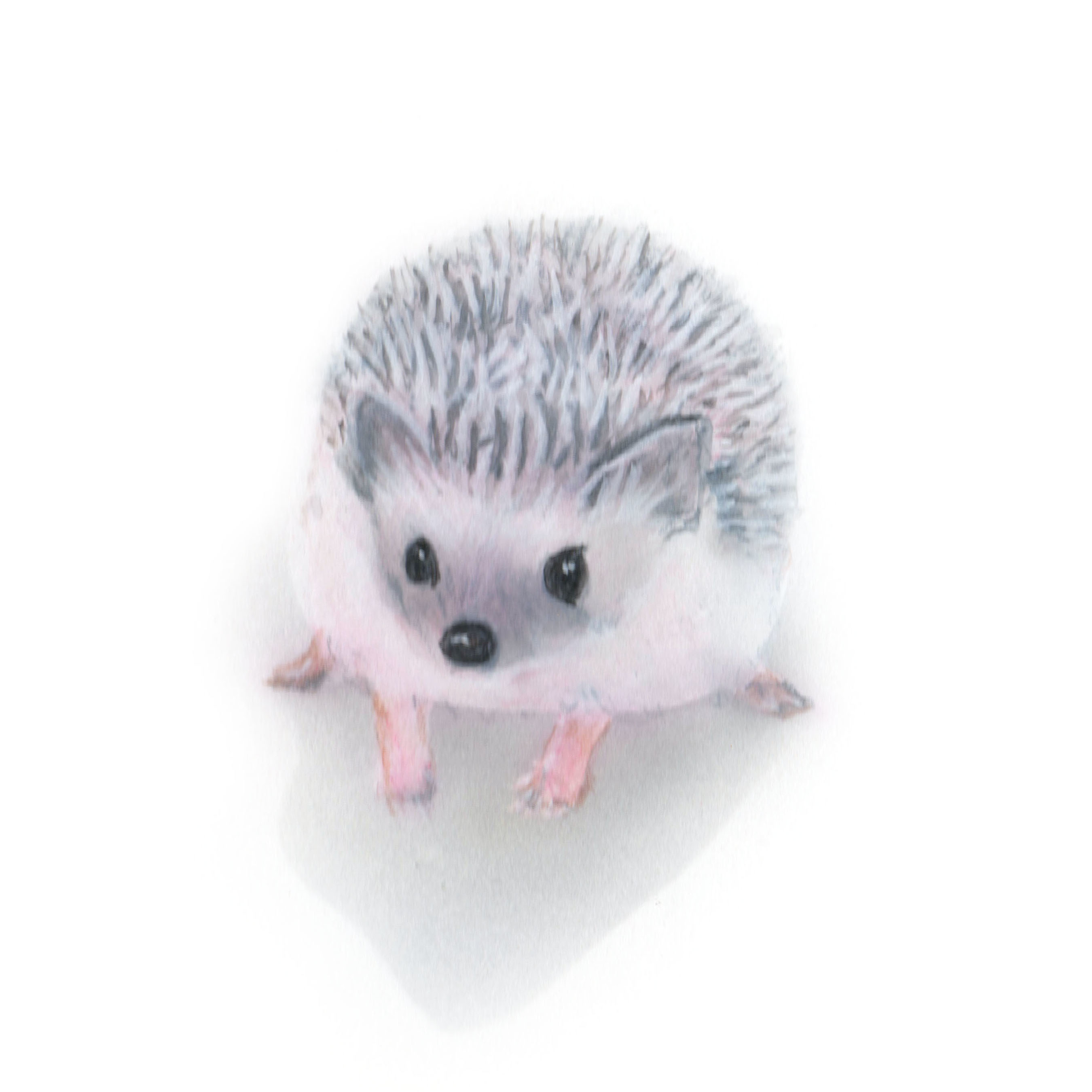 毎日一絵チャレンジ アクリル画 おまん獣 ハリネズミ Ver 1 メイキング Junya Blog 猫 犬 リアリズム絵画 毎日一絵チャレンジ アクリル画 おまん獣 ハリネズミ Ver 1 メイキング Junya Blog 猫 犬 リアリズム絵画