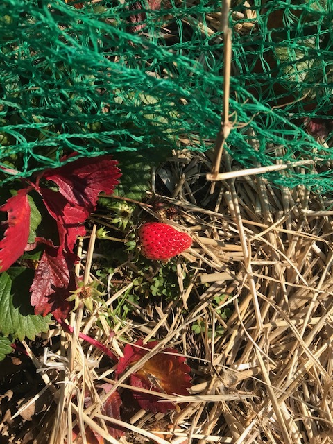 イチゴ初収穫、薪ストーブの灰届き、気分良く寒起こしを完了1・13_c0014967_15290506.jpg
