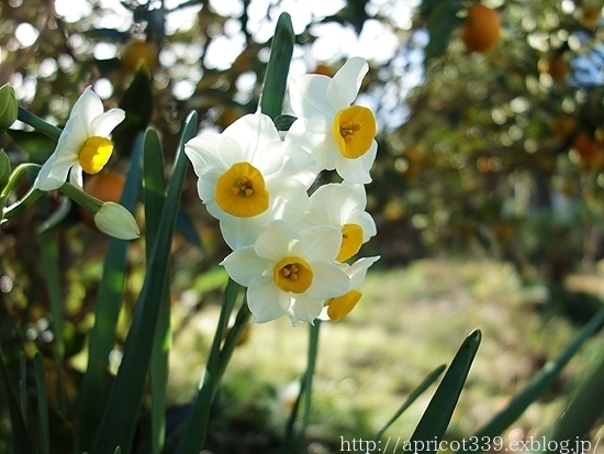 冬の庭で見つけた｢小さな春｣_c0293787_10382461.jpg