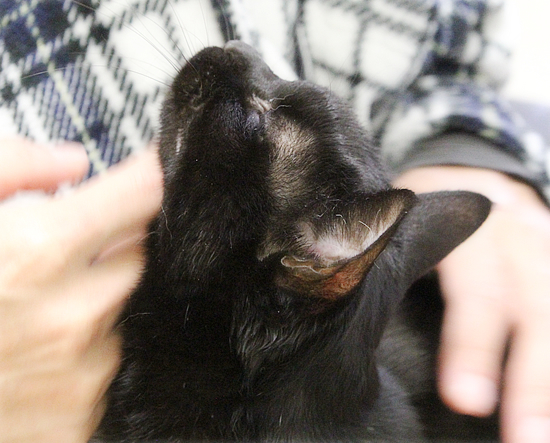 容疑者Aの犯行_a0389088_17442095.jpg