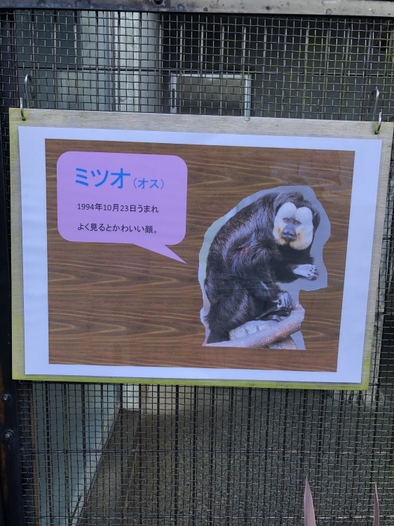 モップくんからのミツオさん シロガオサキ 日本平動物園 Peanut Daily 3