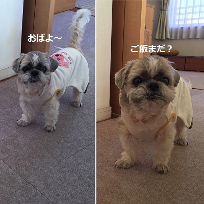子ども用スエットパンツ完成~♪_f0372998_21115914.jpg