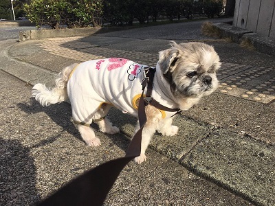 子ども用スエットパンツ完成~♪_f0372998_21121699.jpg
