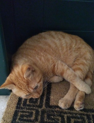 体育座りをしてみるネコ （Gatto）_d0006400_1193145.jpg