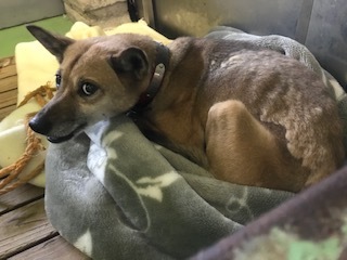 【犬猫・移動先募集】センター(支所)収容(1/14訪問)_f0242002_18241363.jpg