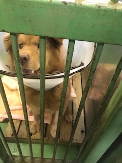 【犬猫・移動先募集】センター(支所)収容(1/14訪問)_f0242002_18273802.jpg