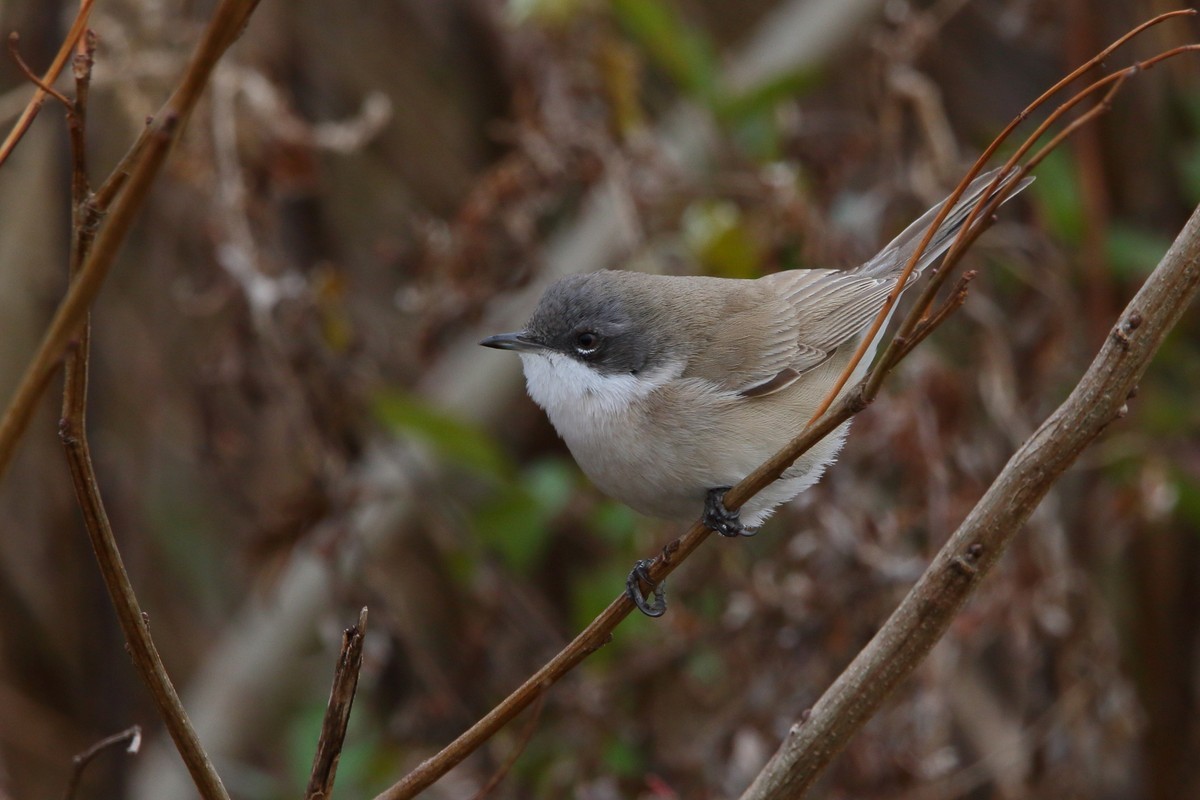 公園他（2020年1月15日）_f0235311_19182941.jpg