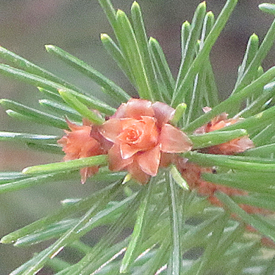 ドイツトウヒの雄花 樹木見て歩き