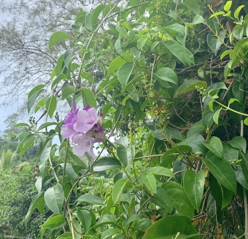 『聴く瞑想 〜新たな始まりを祝う〜』開催_f0201116_15090691.jpeg