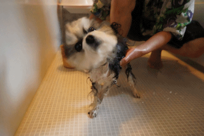 シャンプーはじめ_c0145250_09235670.gif