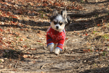 山RUN♪・Ⅲ (パカパカと・・)_c0145250_10312360.gif